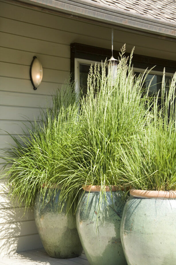 tall potted plants as moveable barriers for front yard privacy